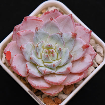 Echeveria Blue Bird Korean Succulent Plant