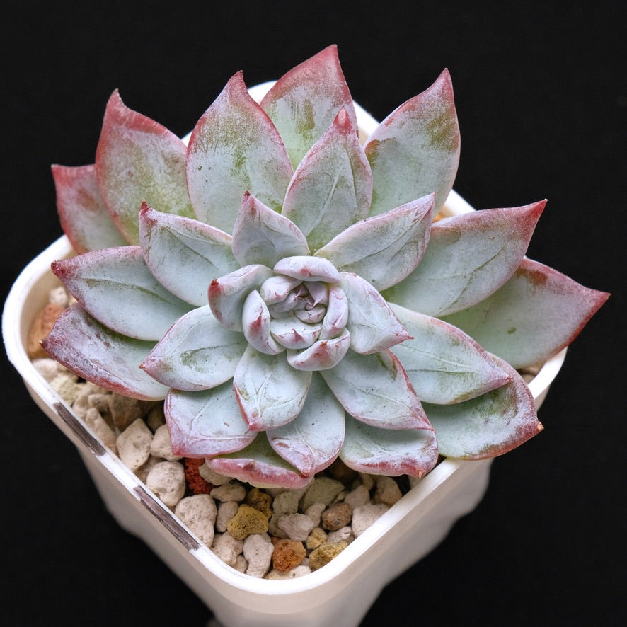 Echeveria Black Sabbath hybrid Korean Succulent Plant