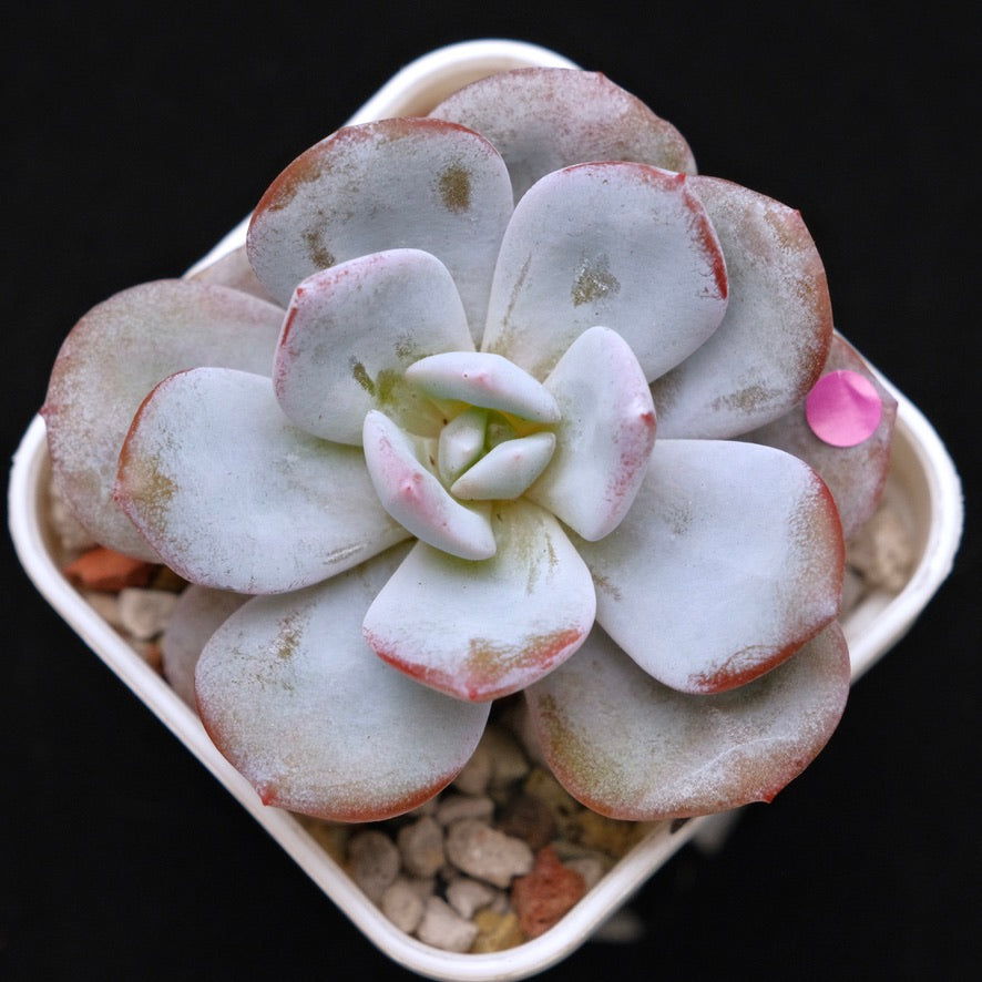 Echeveria Cream Tea hybrid Korean Succulent Plant
