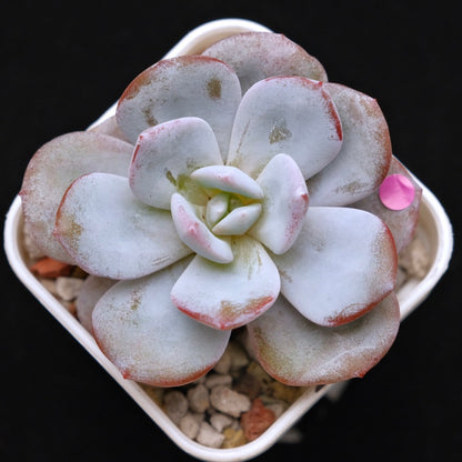 Echeveria Cream Tea hybrid Korean Succulent Plant