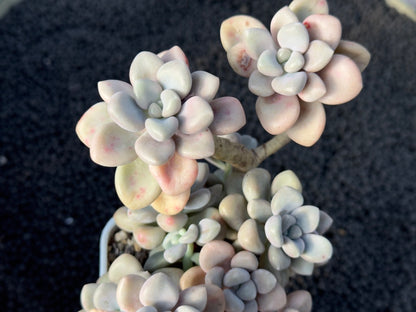 Graptopetalum Ellen Imported Succulent Plant