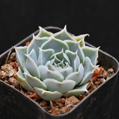 Echeveria Simulans Korean Succulent Plant