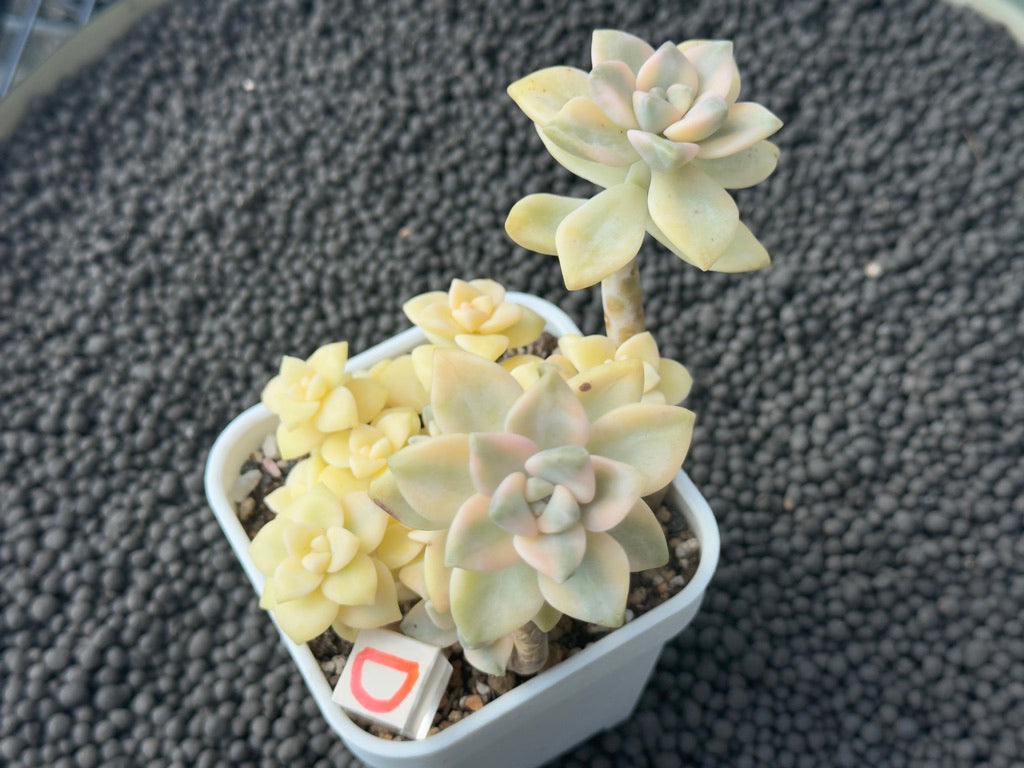 Variegated Gratpoveria Titubans Imported Succulent Plant