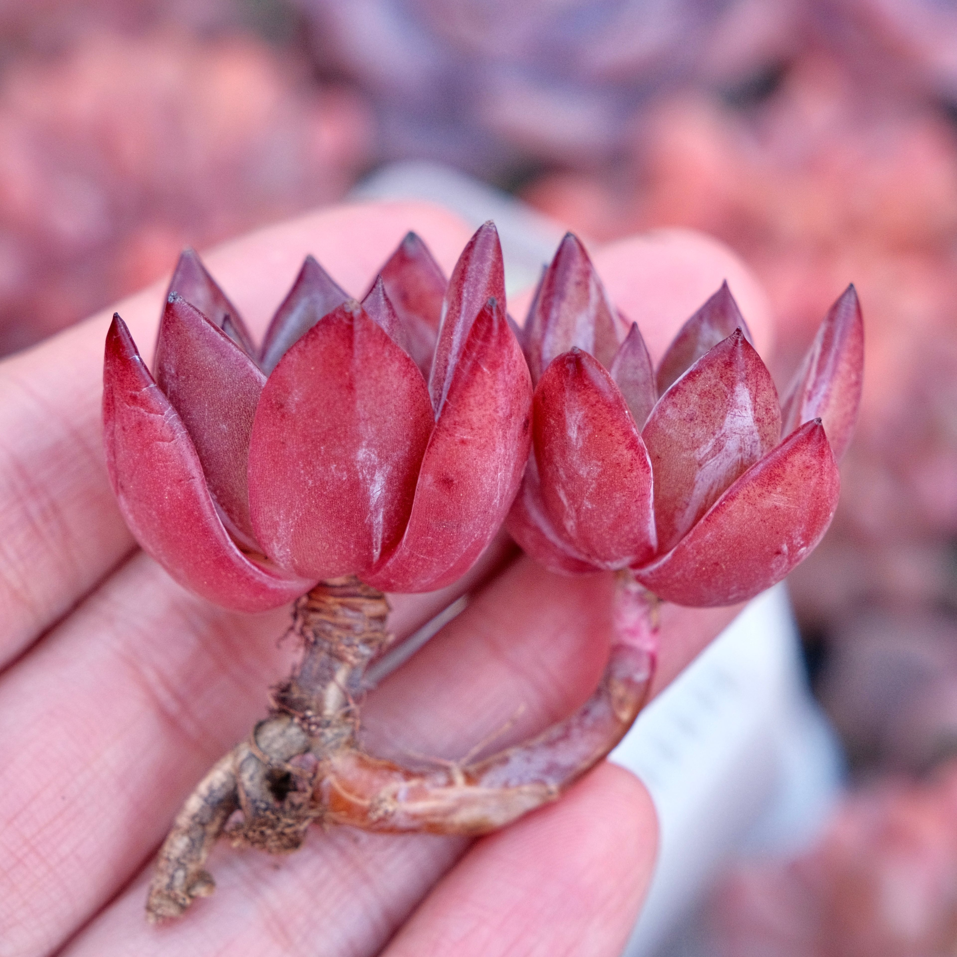 Echeveria Elisab Korean Succulent Plant