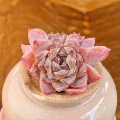 Echeveria Jelly hybrid Imported Succulent Plant