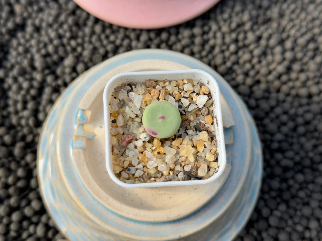 Conophytum vanzylii Imported Succulent Plant