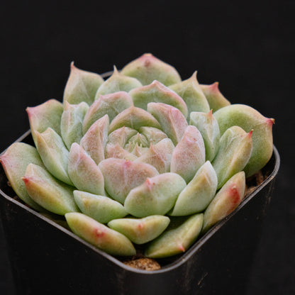 Echeveria Chaumet Korean Succulent Plant Rare