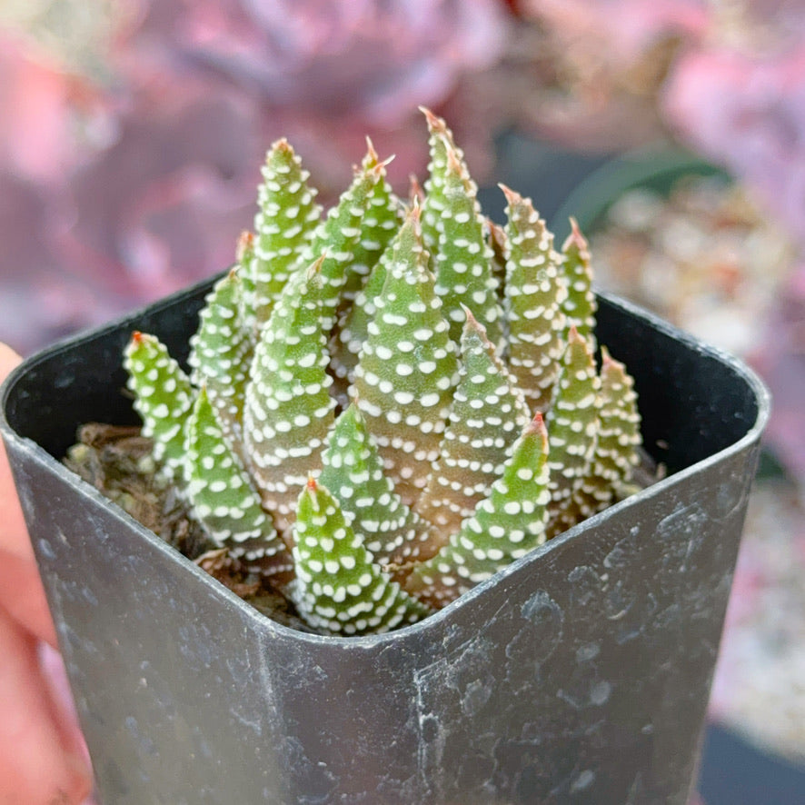 Haworthia Royal Albert Succulent Plant