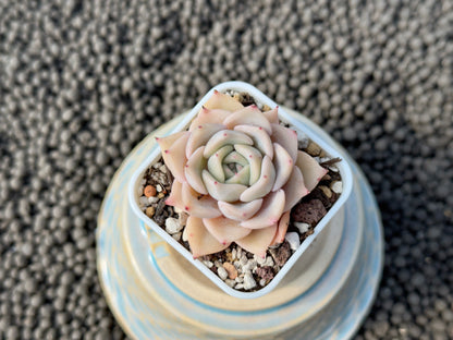 Echeveria Zeppelin Korean Succulent Plant Hwaga Hybrid
