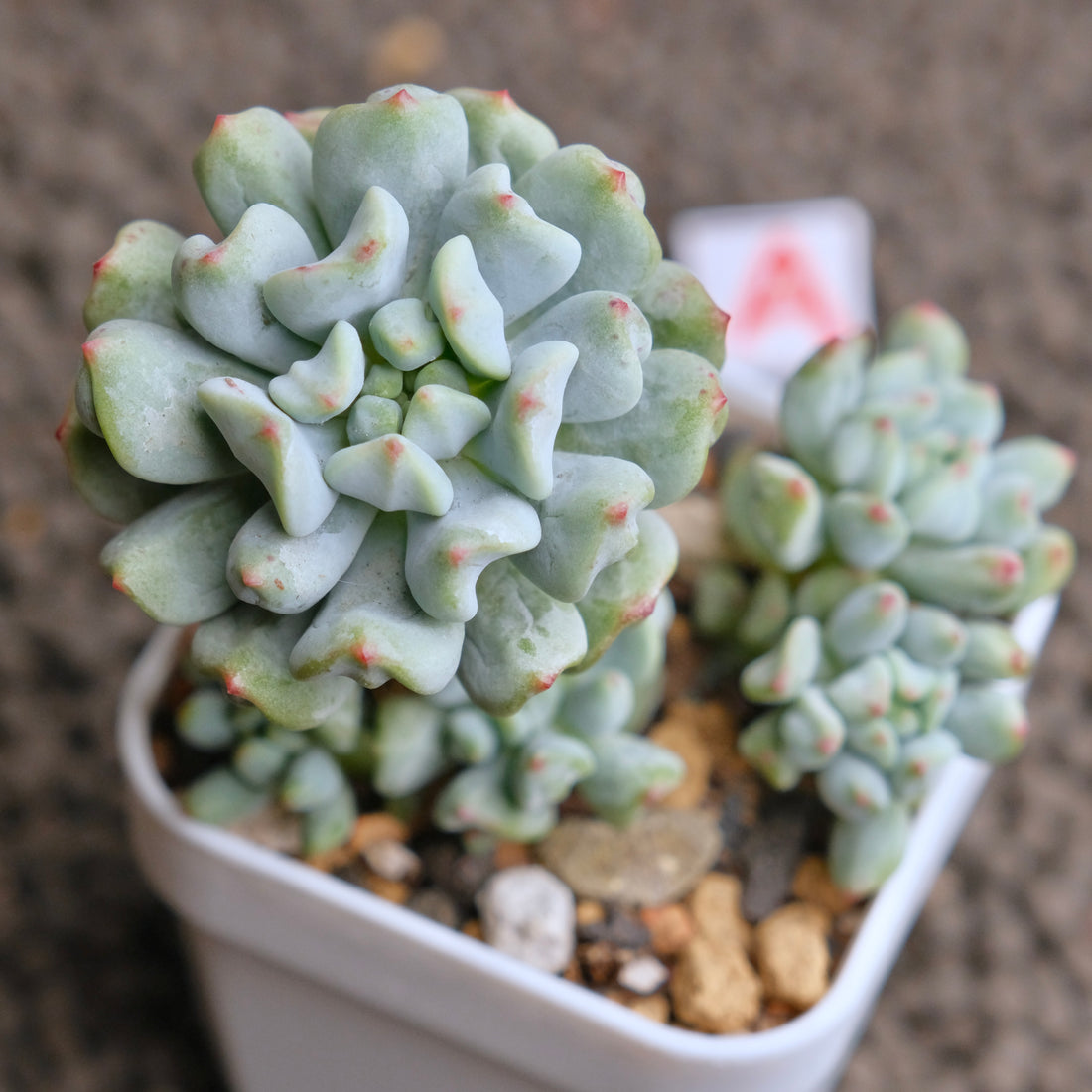 Sedeveria Pudge Finger cluster Imported Succulent Plant - A