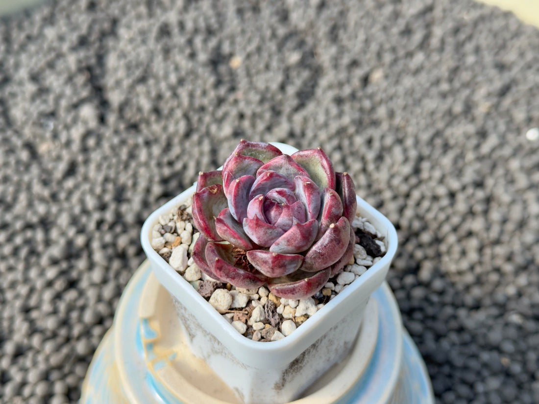 Echeveria Raspberry Korean Succulent Plant