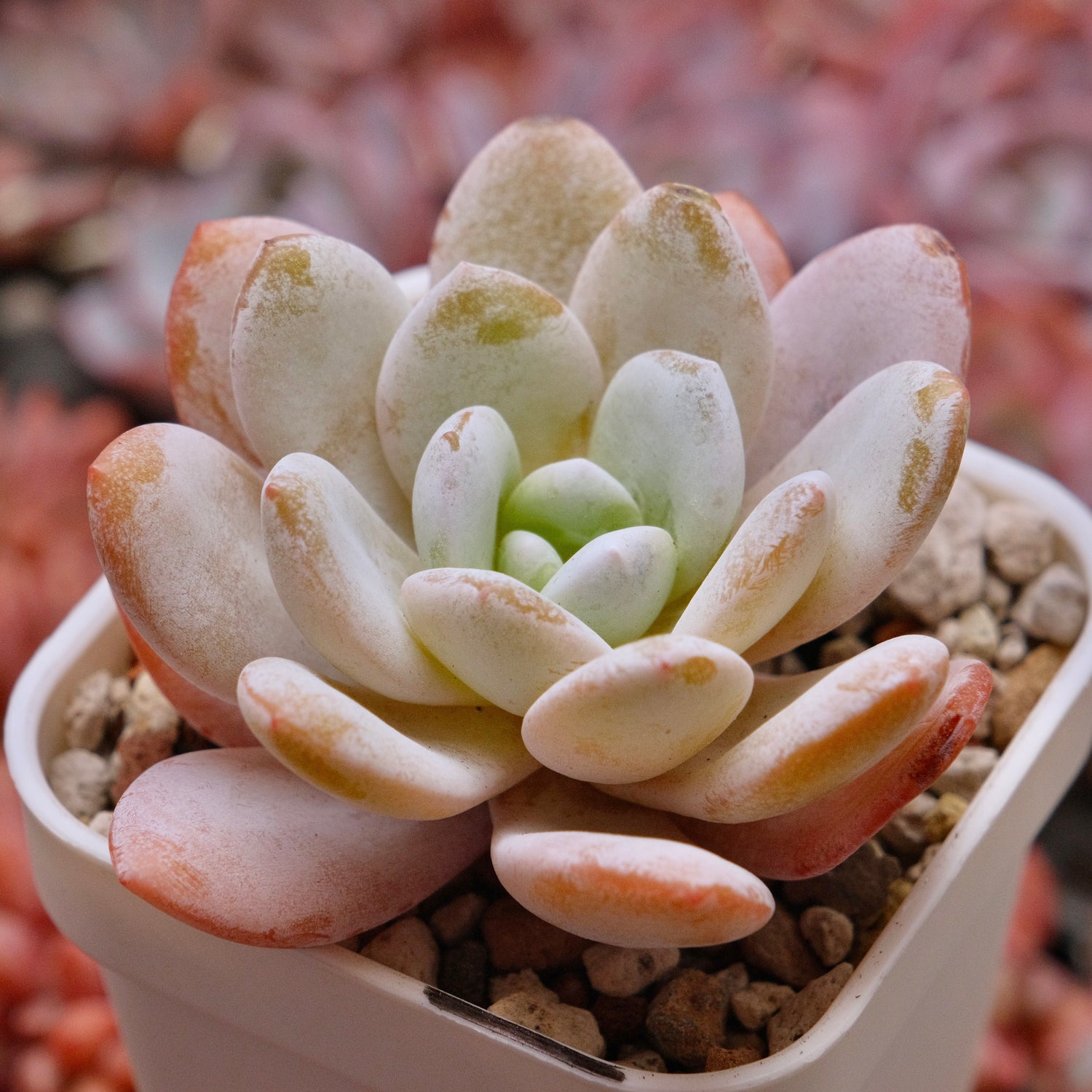 Echeveria laui Korean Succulent Plant