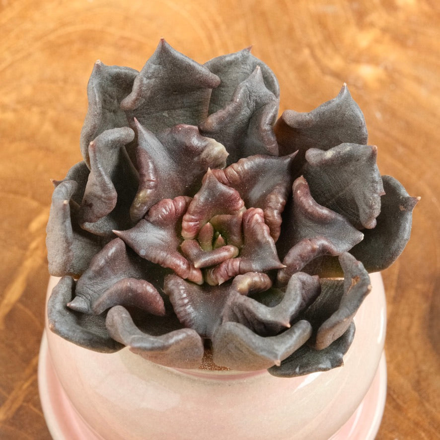 Echeveria Superbowl Korean Succulent Plant