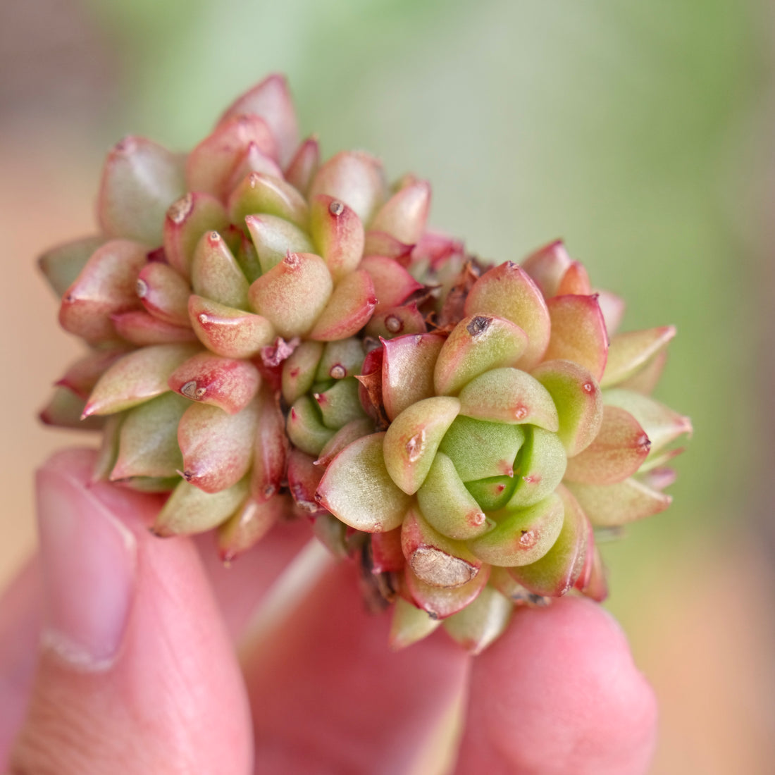 Echeveria Red Wine Peach Imported Succulent Plant