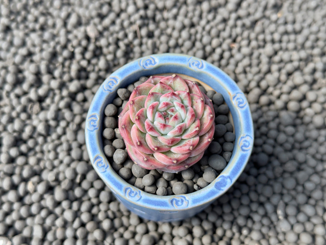 Echeveria Spring Strawberry Imported Succulent Plant