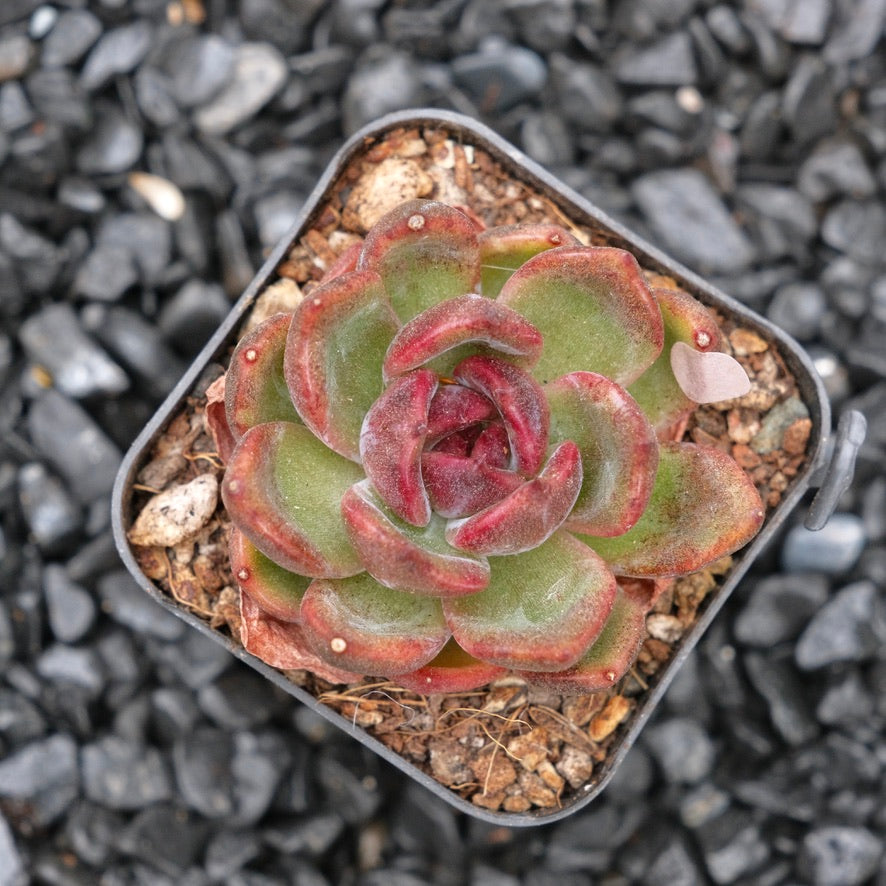 Echeveria Sauvignon Wine B Korean Succulent Plant