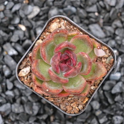 Echeveria Sauvignon Wine B Korean Succulent Plant