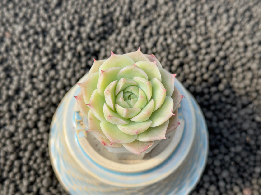 Echeveria Cream Rose Korean Succulent Plant