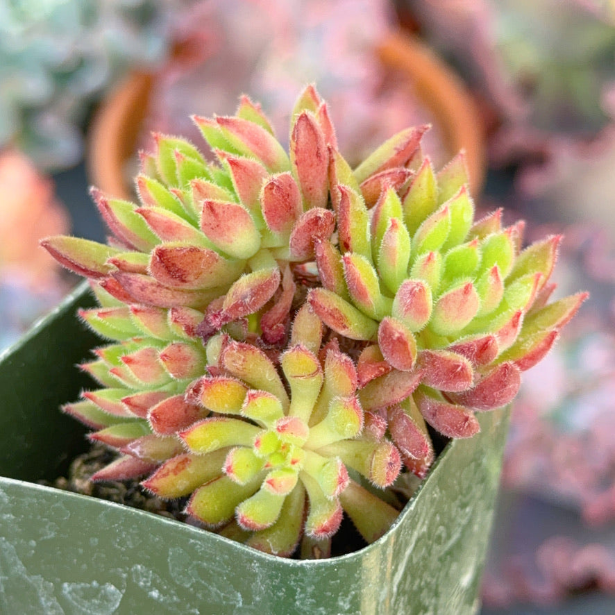 Echeveria Spruce Oliver Succulent Plant