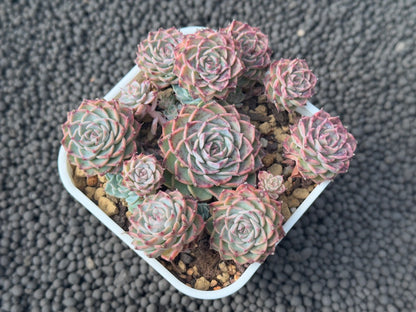 Echeveria Halbingeri Imported Succulent Plant