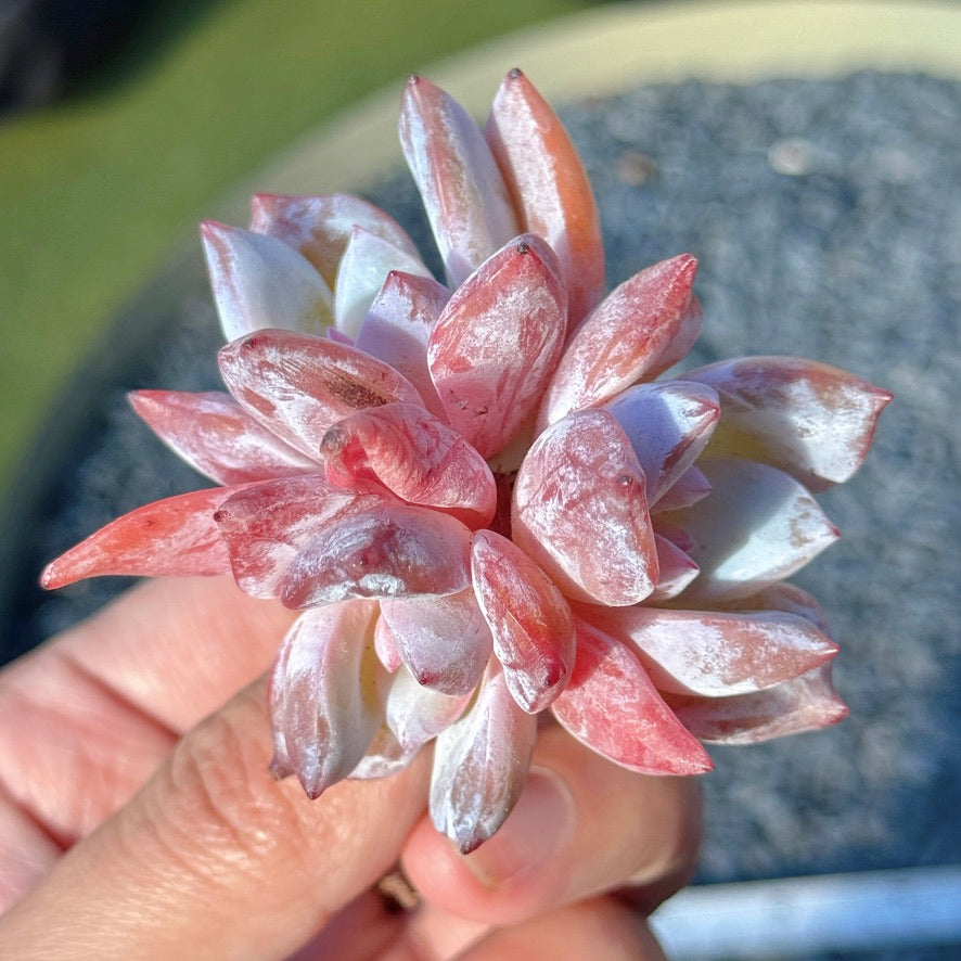 Echeveria Trumso Succulent Plant B