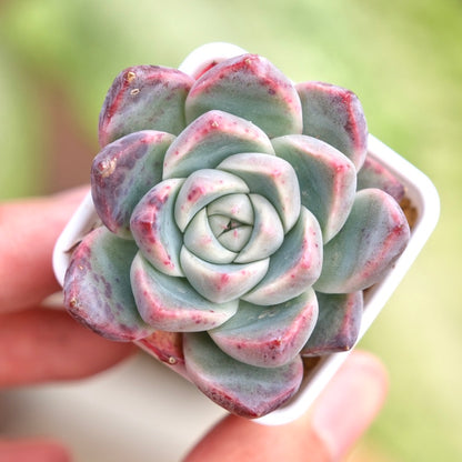 Echeveria Manuel Korean Succulent Plant Hwaga hybrid