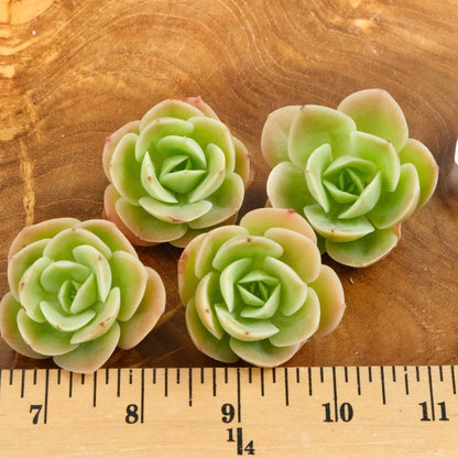 Echeveria Arenas Korean Succulent Plant