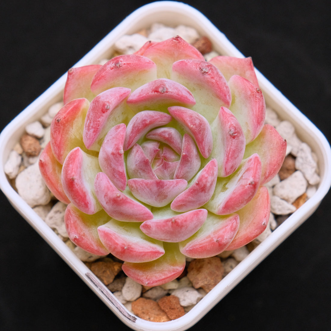 Echeveria Keralean Korean Succulent Plant