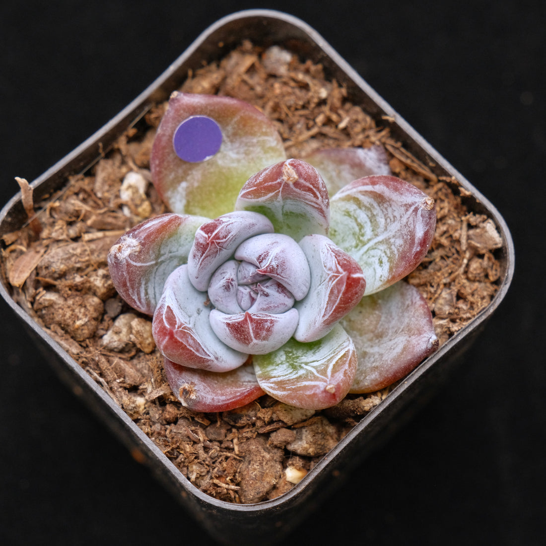 Small Echeveria Black Sabbath Korean Succulent Plant Air Magic Hybrid