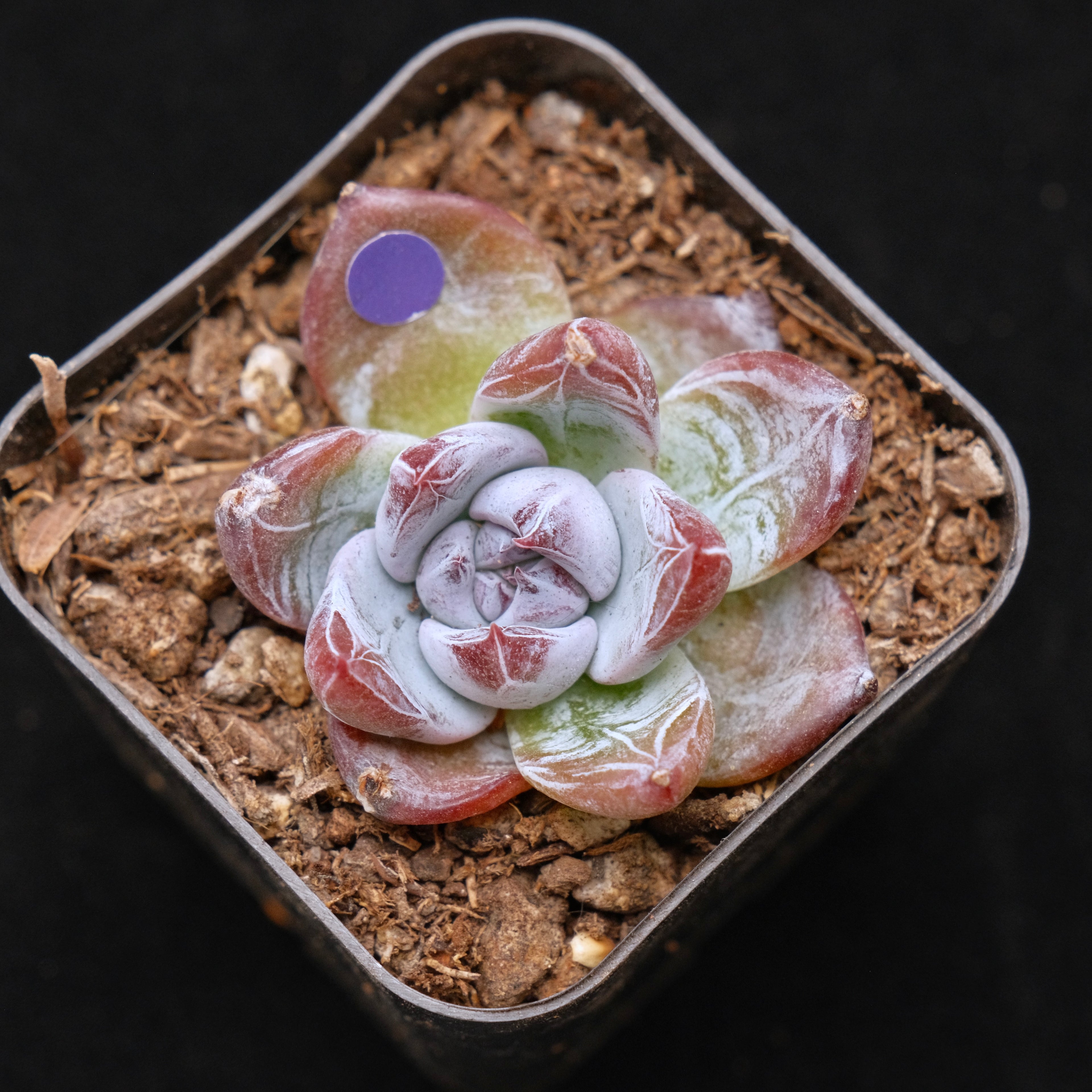 Small Echeveria Black Sabbath Korean Succulent Plant Air Magic Hybrid