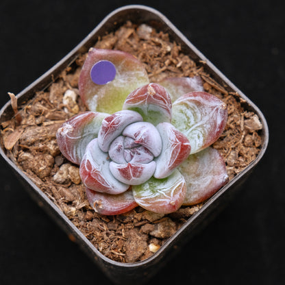 Small Echeveria Black Sabbath Korean Succulent Plant Air Magic Hybrid