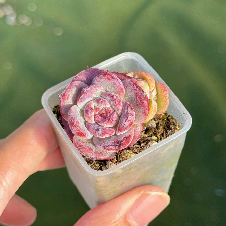 Echeveria Colorado baby Korean Succulent Plant Changee hybrid