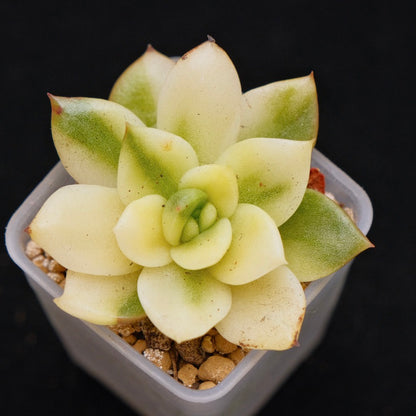 Variegated Echeveria Gilva Korean Succulent Plant