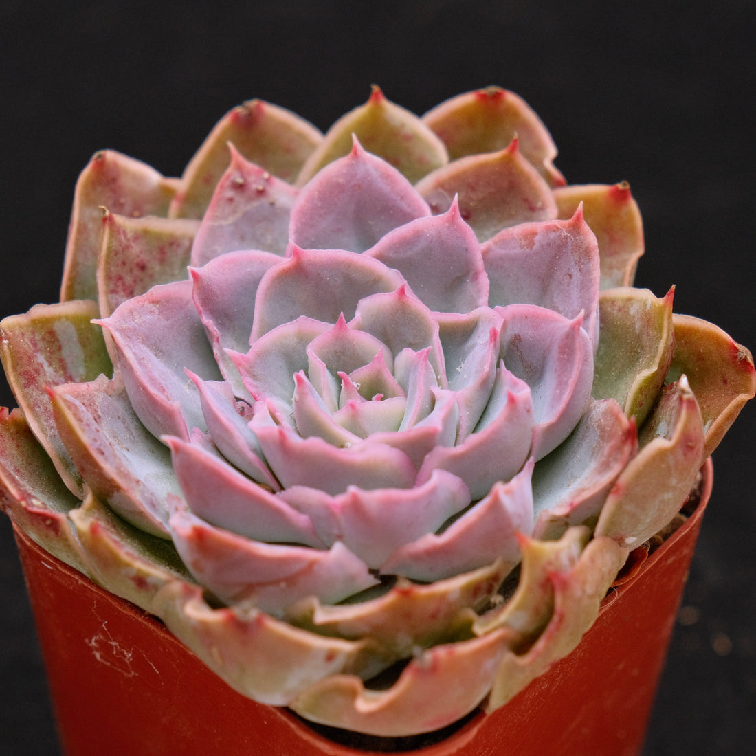 Echeveria Magic Savannah Korean Succulent Plant Air Magic hybrid