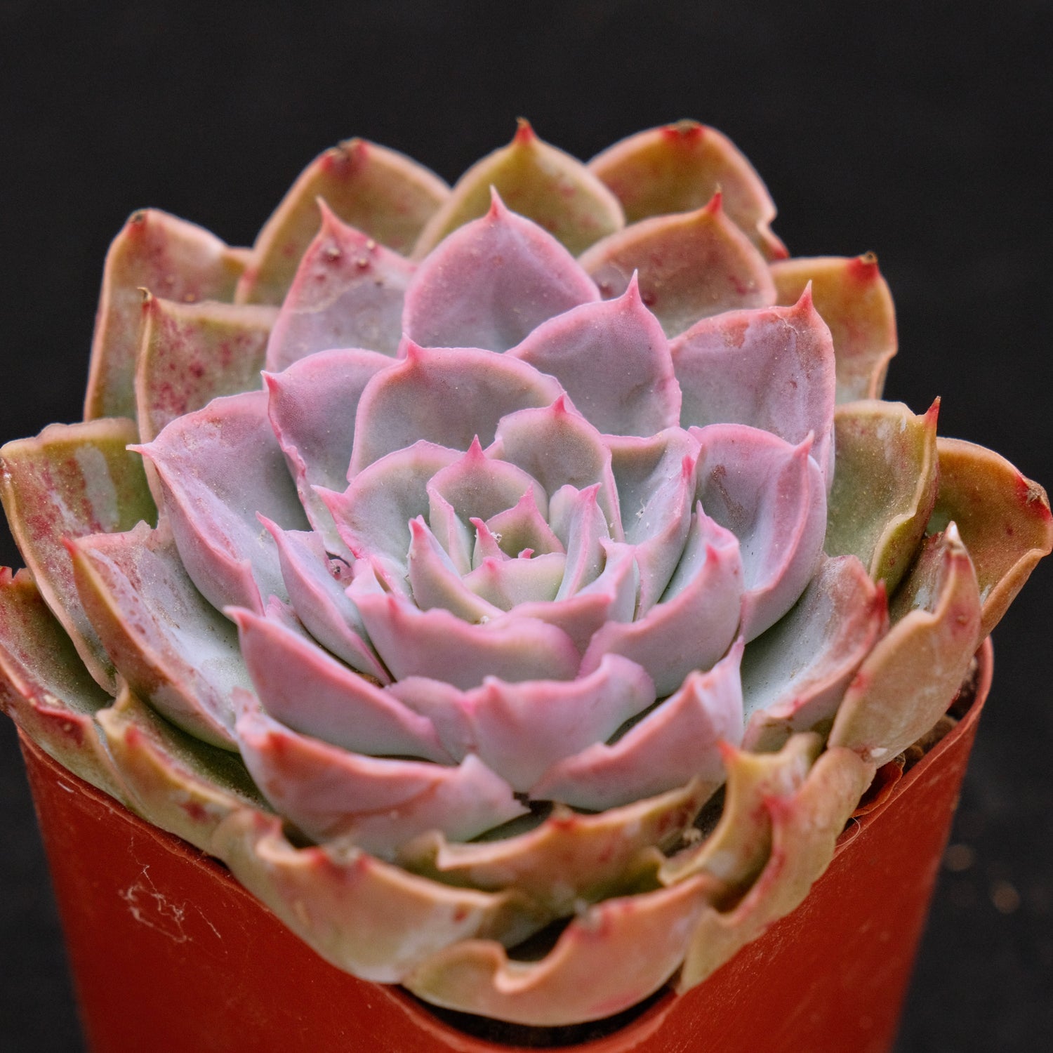 Echeveria Magic Savannah Korean Succulent Plant Air Magic hybrid