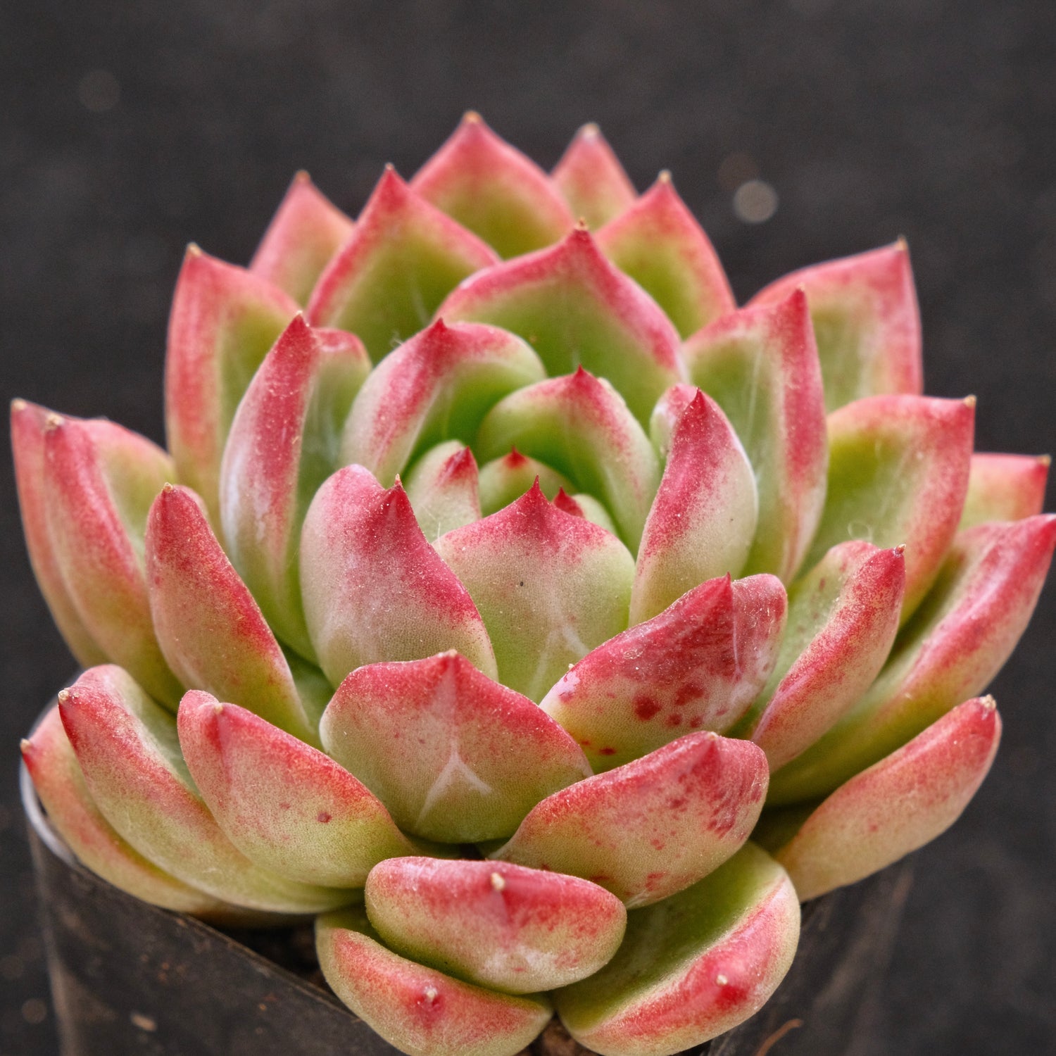 Echeveria Red Night Korean Succulent Plant Air Magic Hybrid