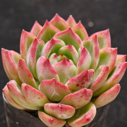 Echeveria Red Night Korean Succulent Plant Air Magic Hybrid