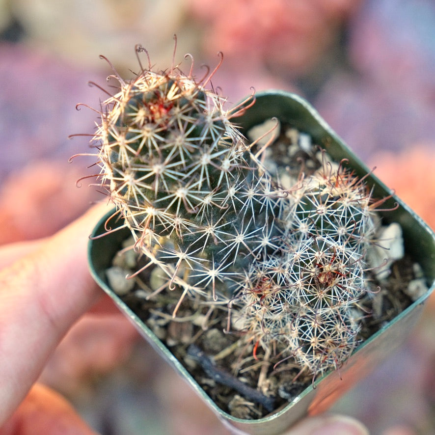 Mammillaria thornberi Succulent Plant Fish Hook Cactus