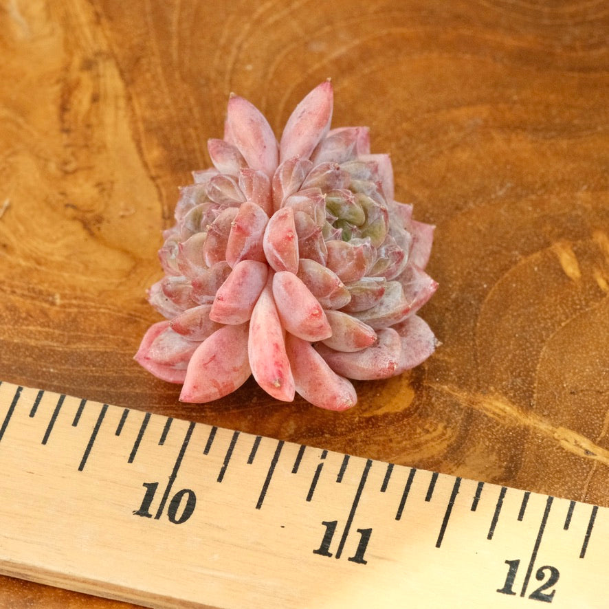 Echeveria Jelly hybrid Imported Succulent Plant