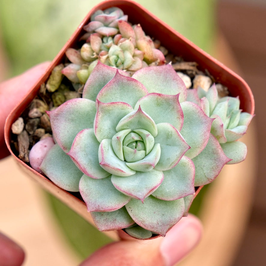 air magic succulents Echeveria Queen Rose Korean Succulent Plant Air Magic hybrid