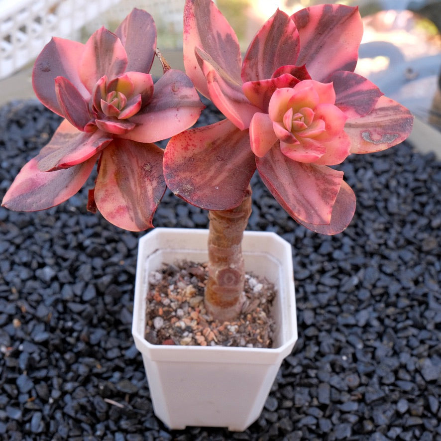 Big Variegated Echeveria Primadonna Korean Succulent Plant