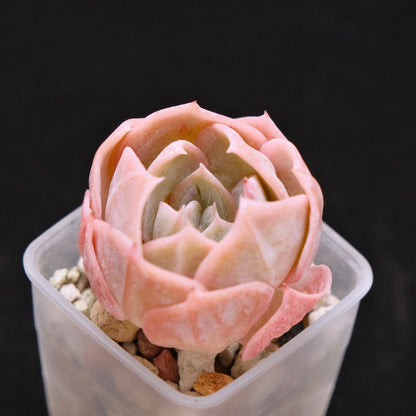 Echeveria laui hybrid Korean Succulent Plant