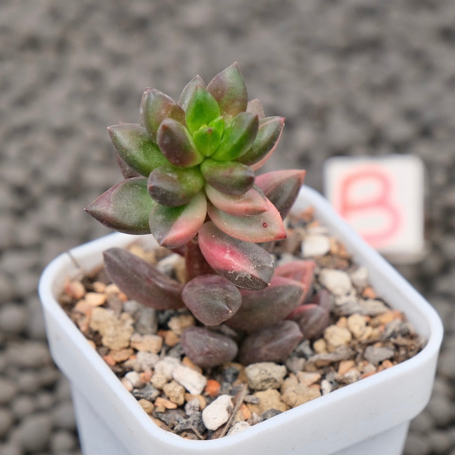Variegated Sedeveria Jet Beads Imported Succulent Plant
