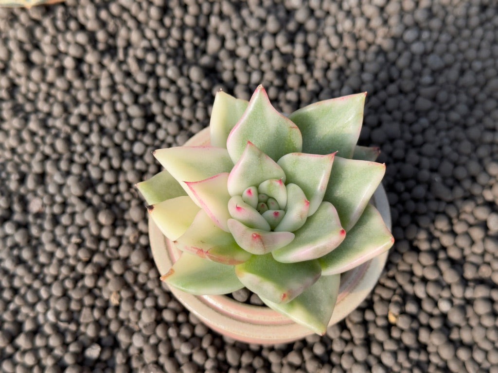 Variegated Echeveria agavoides Korean Succulent Plant