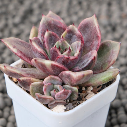 Echeveria Shinebly Korean Succulent Plant Air Magic Hybrid