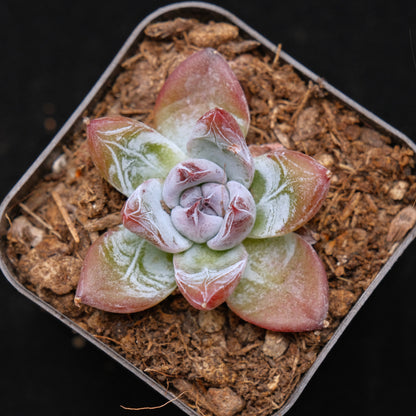 Small Echeveria Black Sabbath Korean Succulent Plant Air Magic Hybrid