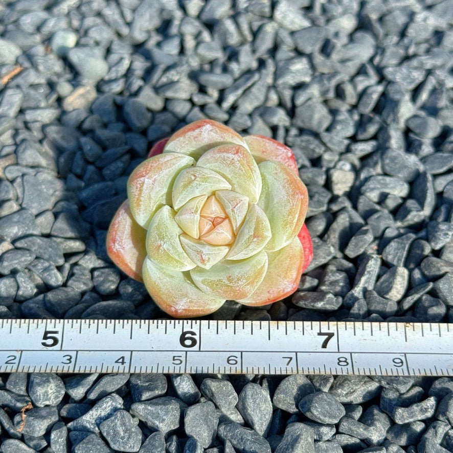 Echeveria Ice Green Succulent Plant C