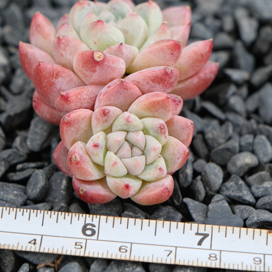 Echeveria Alba Beauty Imported Succulent Plant