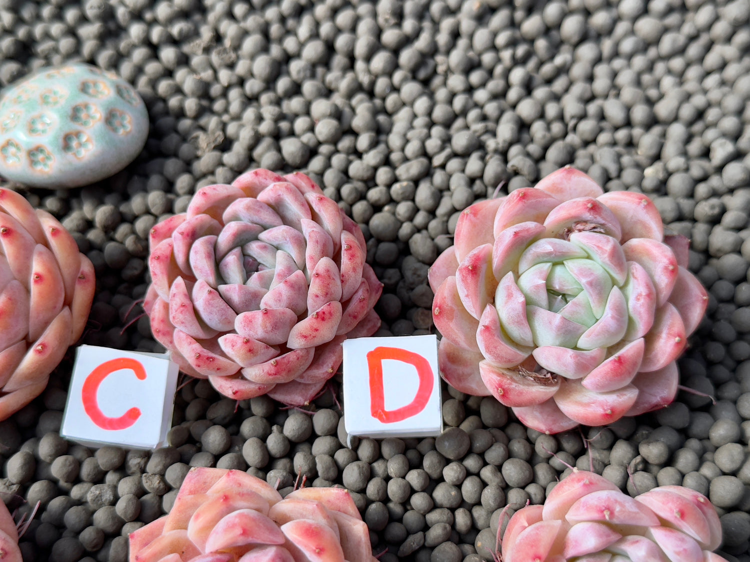 Echeveria Pink Lina Imported Succulent Plant