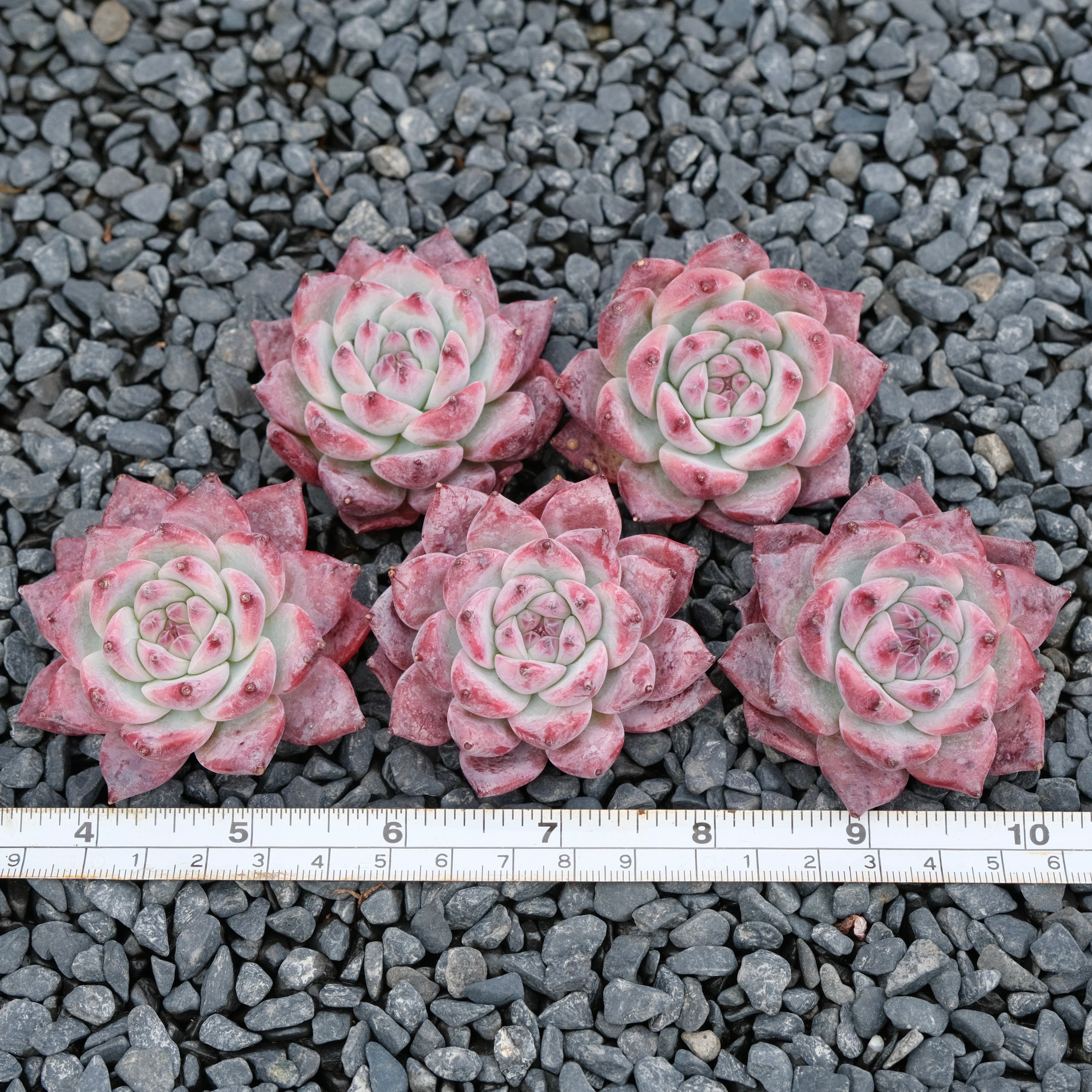 Echeveria colorata cultivar Imported Succulent Plant